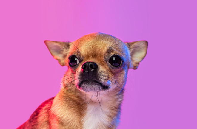 Chihuahua on pink background