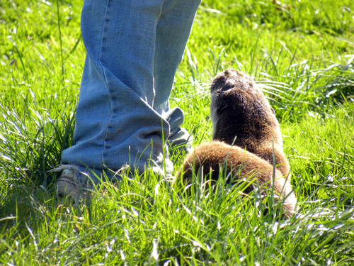 Otter_keeper.jpg