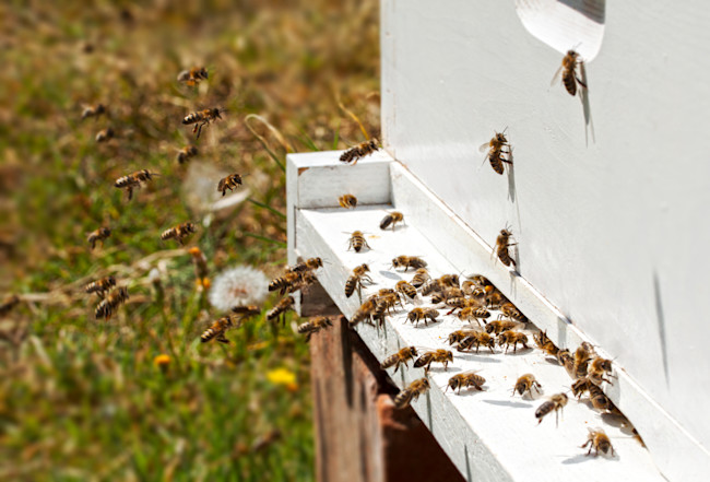 bee-hive.jpg