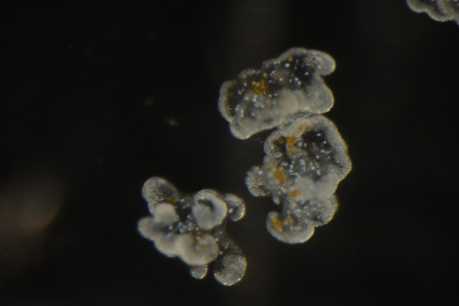 Cassiosomes