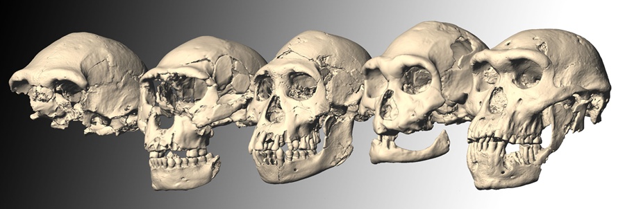 skull-series
