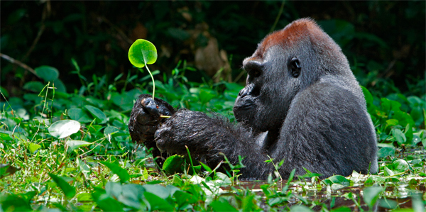 Gorilla.jpg
