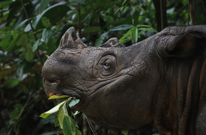 Sumatran Rhino