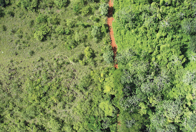 The treated area is to the right of the dirt road, the control area is to the left. (Credit: Tim Treuer)