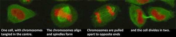 Mitosis.jpg