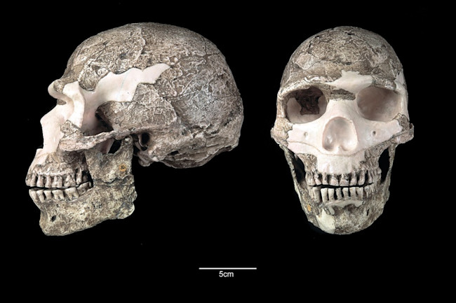 skull-neanderthal-replace