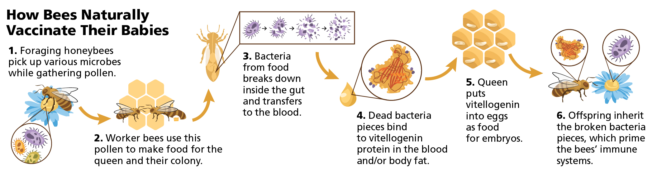 Discovery Could Give Bees an Extra Shot at Life Discover Magazine