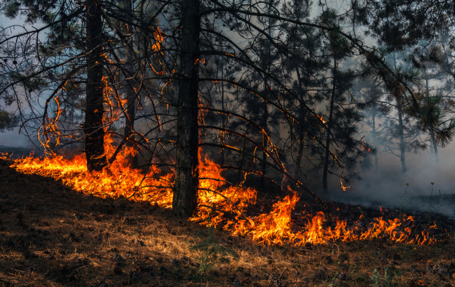 Burning pine forest