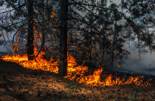 Burning pine forest