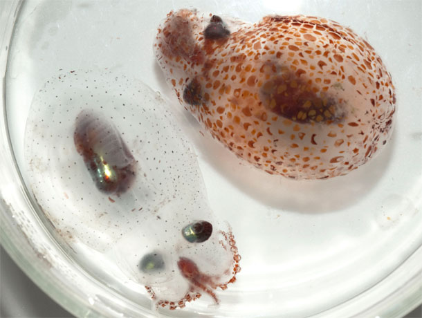 Japetella_octopus.jpg