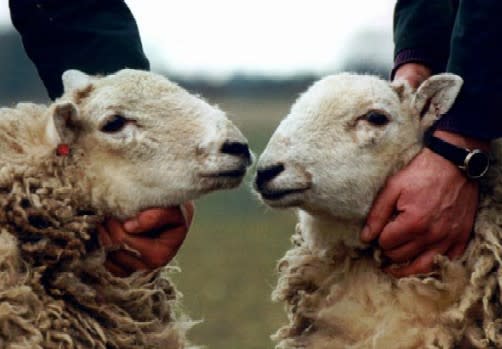 sheep_591.jpg
