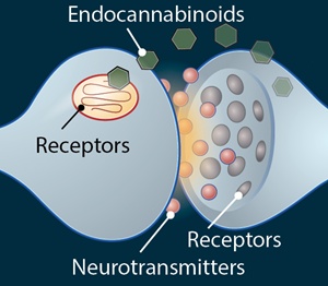 Endocannabinoid System