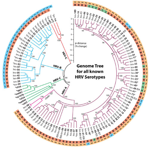 Common_Cold_family_tree.jpg