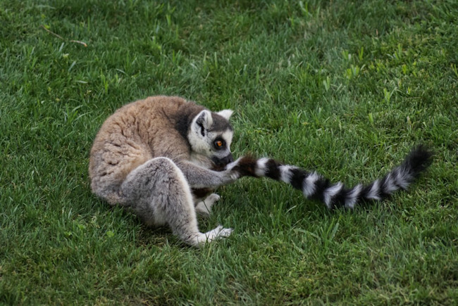 lemur_sniff-1024x685.jpg