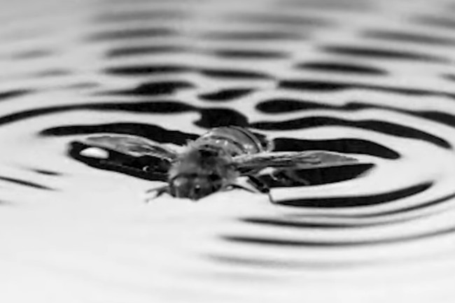 When a Bee Falls In Water, It 'Surfs' Tiny Ripples to Safety - Discover Magazine