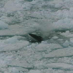 Minke_whale_in_ross_sea1.jpg