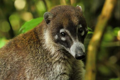 Coati, a racoon relative that lives and feeds mostly on the ground