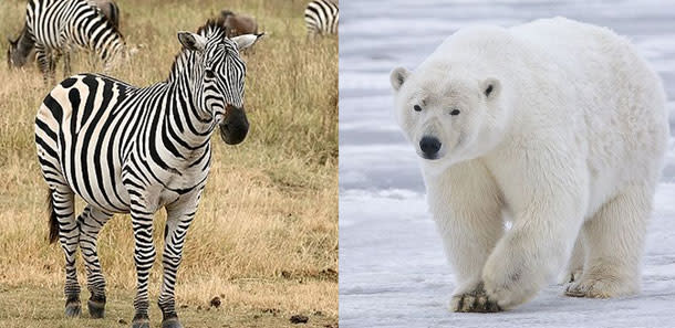Zebra herpes virus kills zoo polar bears