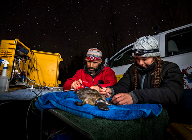 Researchers Radio Transponder Platypus - Douglas Gimesy
