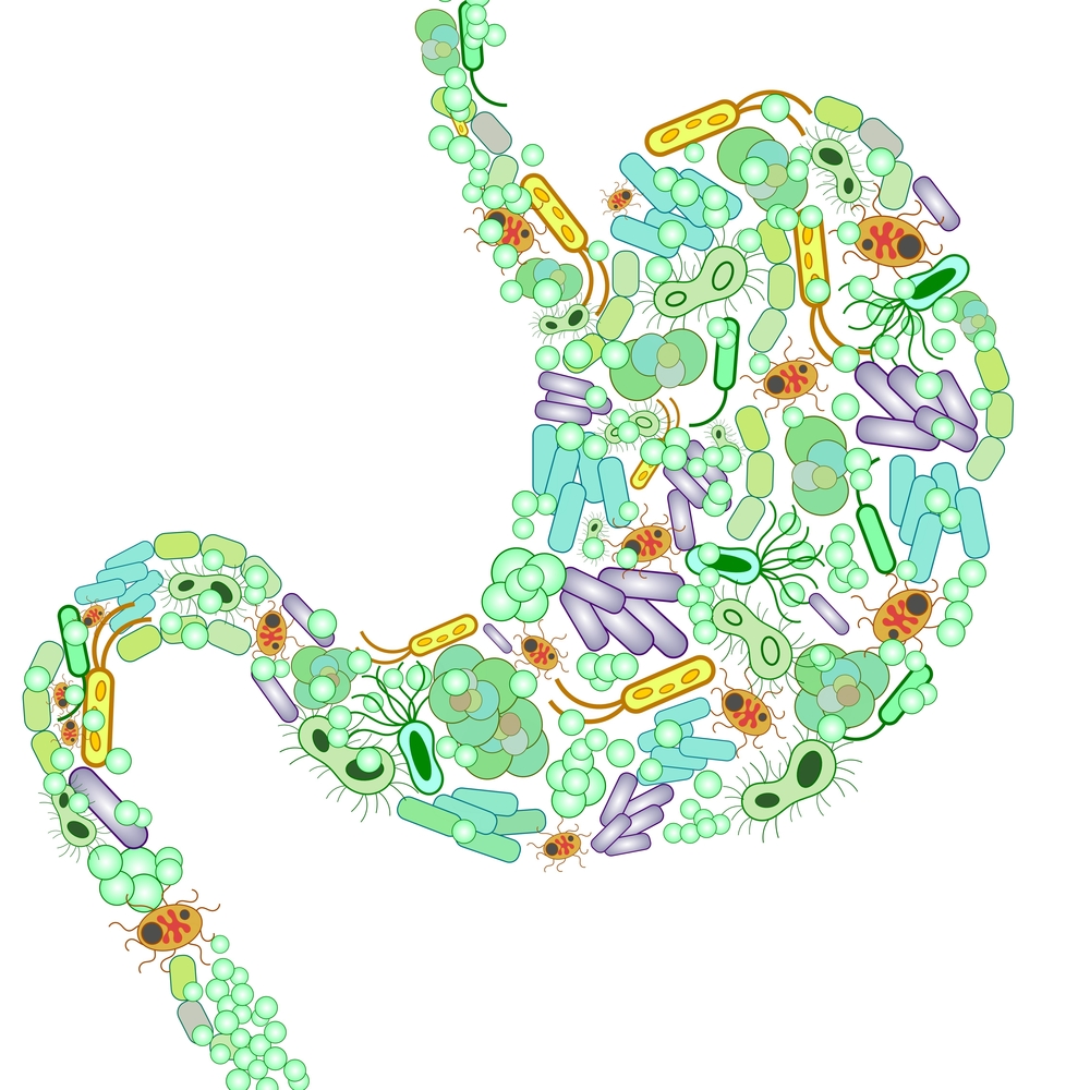 From the Gut to the Womb How the Microbiome Shapes Our Health | Discover Magazine