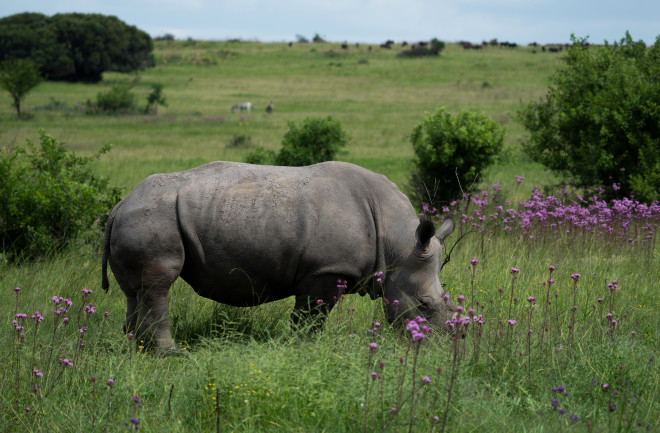 A dehorned rhino grazes in a reserve