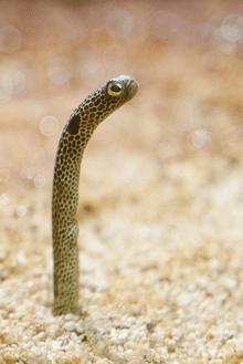 garden_eel_web.gif