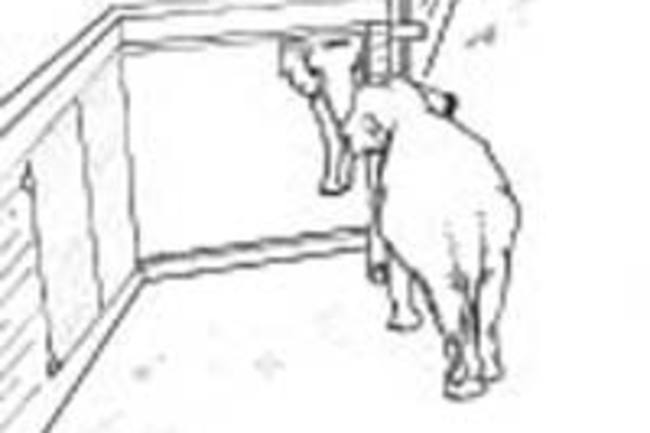 Mirrorelephants.jpg