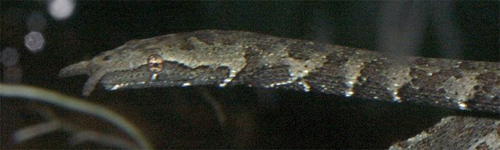 Tentacledsnake.jpg