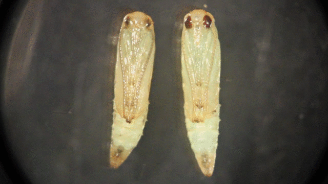 Fluorescent_Gm_Moth.gif