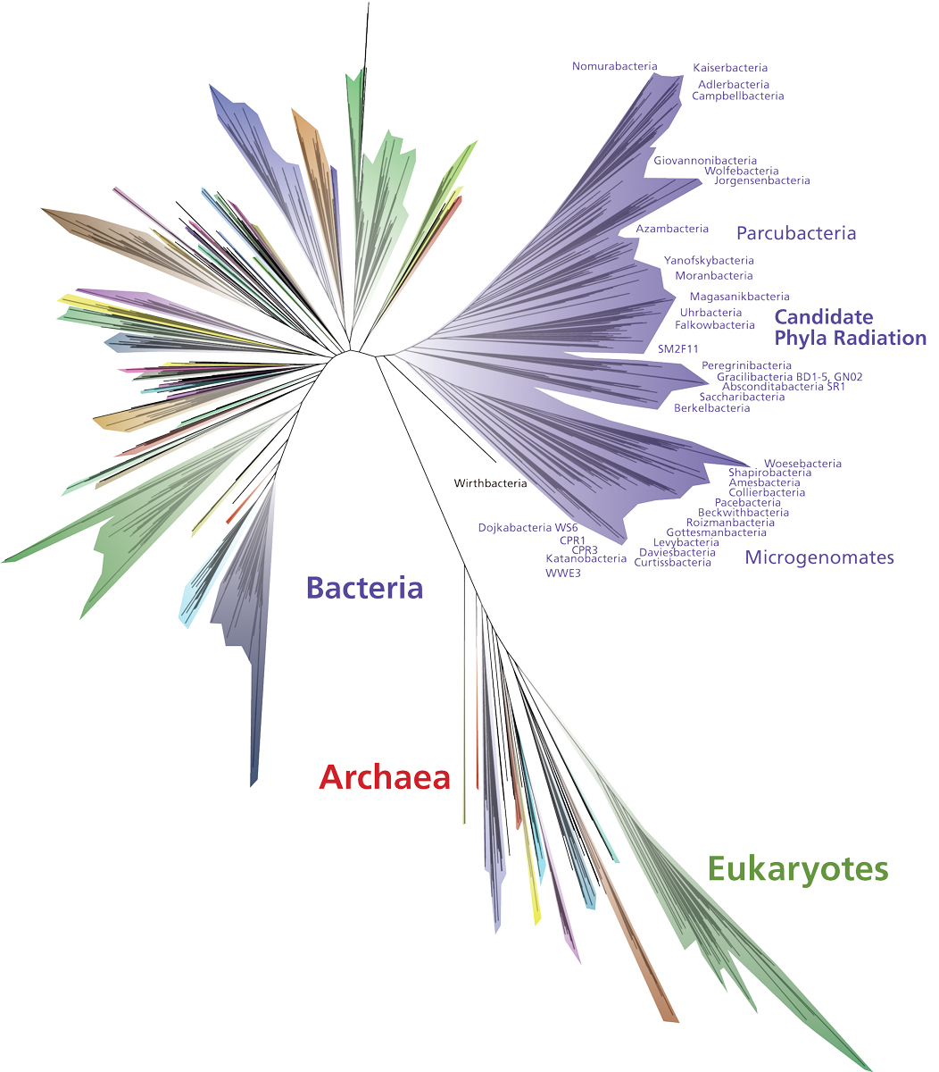Bacteria Beef Up New Tree of Life Discover Magazine