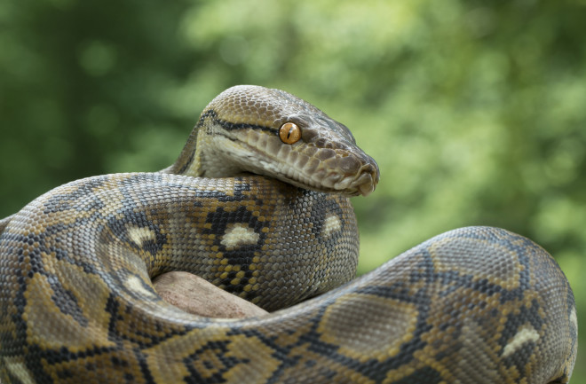 Reticulated Python (Python reticulatus), one of the longest snakes in the world