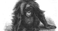 Orangutan.jpg