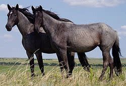 250px-Nokota_Horses_cropped.jpg