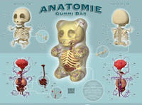 gummianatomy.jpg