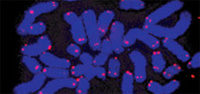 HHV6.jpg