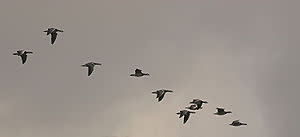 300px-BrantaLeucopsisMigration.jpg