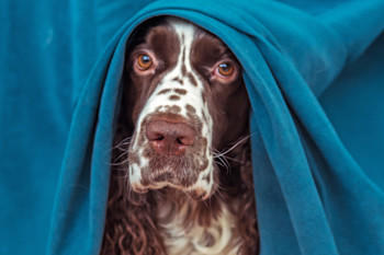 Ocd medication for shop dogs