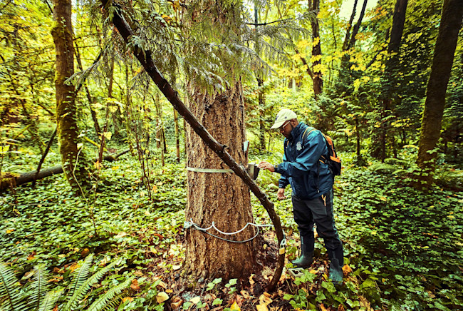 schnell tree experiment