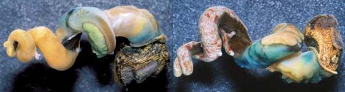 Infectedsnail.jpg