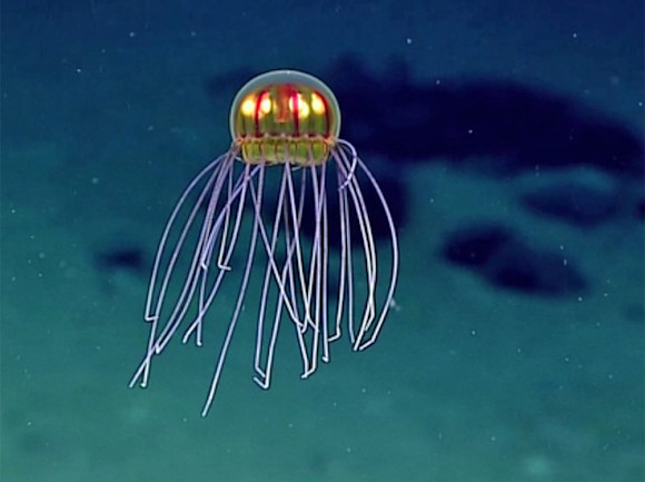 Life Finds a Way Deep in the Mariana Trench | Discover Magazine