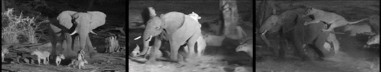 elephant-panel-550.jpg