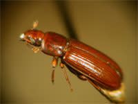 Flour_beetle.jpg