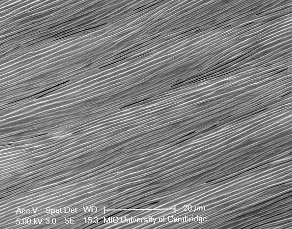 Pict3_Hibiscus-trionum-SEM.jpg