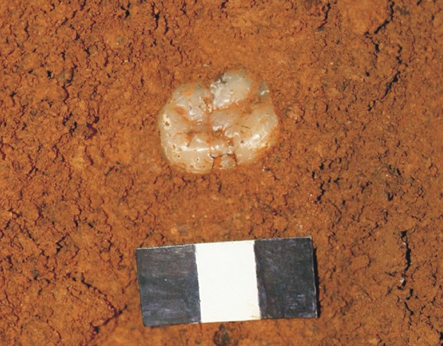 A gigantopithecus tooth in situ in Chuifeng Cave, China. The scale bar is 3 centimeters. (Credit: Wei Wang)