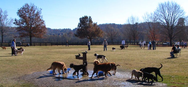Dog park