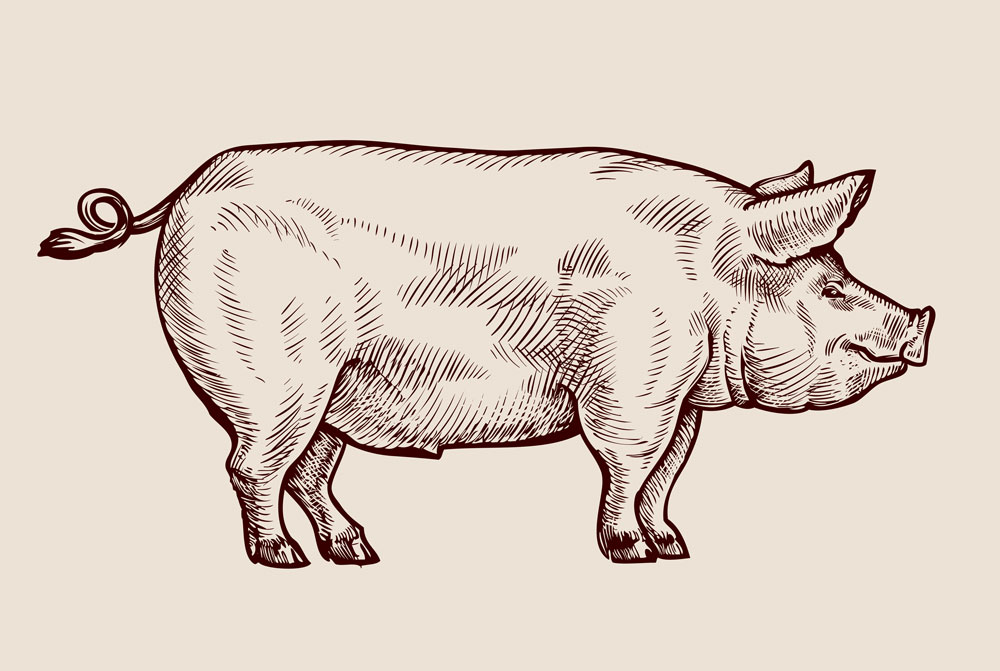 Revisited: The Regenerative Power of Pig Guts | Discover Magazine