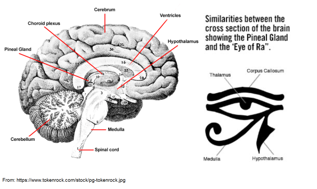 Pineal vs. Eye of Horus