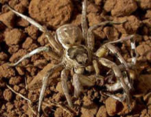tarantula.jpg