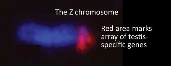 Z_chromosome.jpg