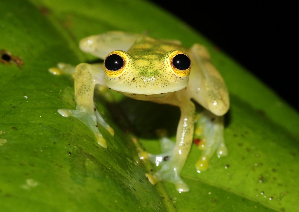 glass tree frog